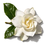 گل گاردنیا