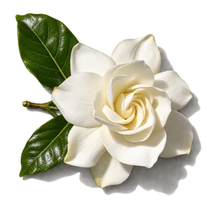 نت گل گاردنیا (Gardenia)، رایحه گلی عطر