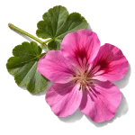 نت گل شمعدانی (Geranium)، رایحه گلی عطر