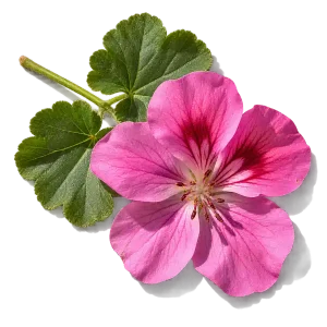 نت گل شمعدانی (Geranium)، رایحه گلی عطر