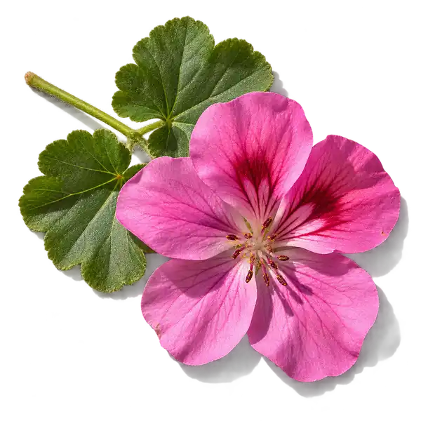 نت گل شمعدانی (Geranium)، رایحه گلی عطر