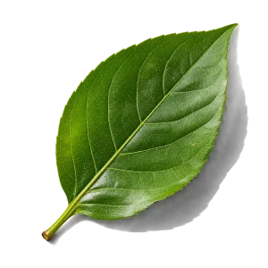 نت برگ‌های سبز (Green Leaves)، رایحه آروماتیک عطر