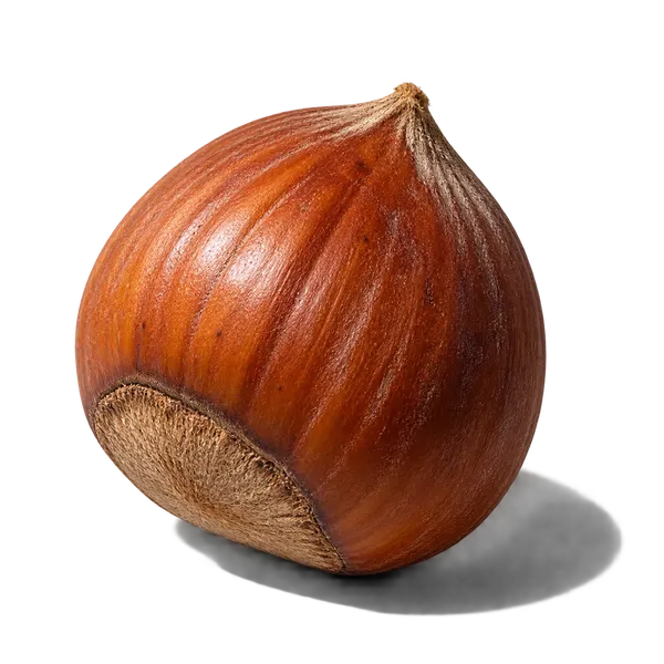 نت فندق (Hazelnut)، رایحه گورمند عطر