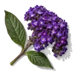 گل هلیوتروپ