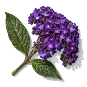 نت گل هلیوتروپ (Heliotrope)، رایحه گلی عطر