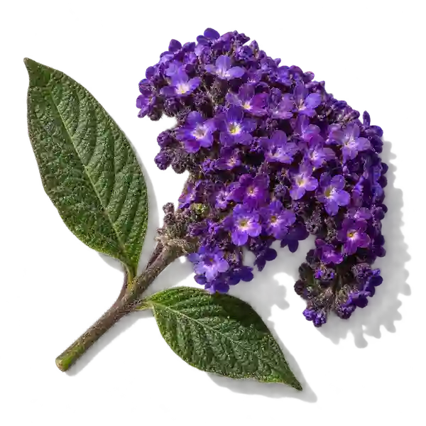 نت گل هلیوتروپ (Heliotrope)، رایحه گلی عطر