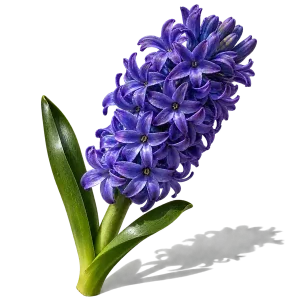 نت گل سنبل (Hyacinth)، رایحه گلی عطر