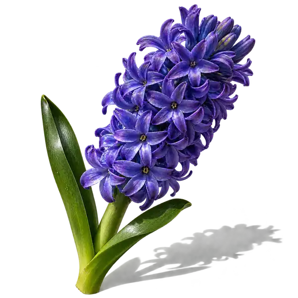 نت گل سنبل (Hyacinth)، رایحه گلی عطر