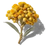 گل جاودان