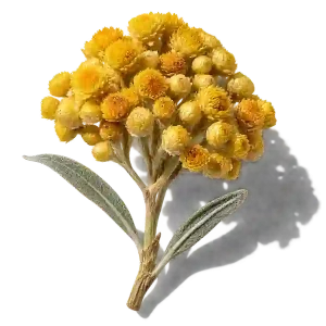 نت گل جاودان (ایمورتل / Immortelle)، رایحه گلی عطر