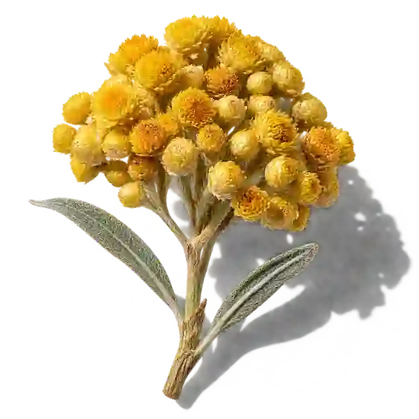 نت گل جاودان (ایمورتل / Immortelle)، رایحه گلی عطر