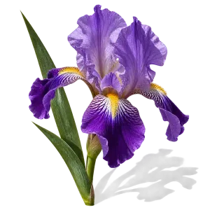 نت گل زنبق (Iris)، رایحه گلی عطر