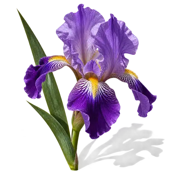 نت گل زنبق (Iris)، رایحه گلی عطر