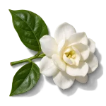 گل یاس رازقی