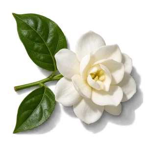 نت گل یاس رازقی (Jasmine Sambac)، رایحه گلی عطر