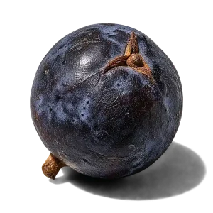 نت دانه سرو کوهی (Juniper Berry)، رایحه آروماتیک عطر