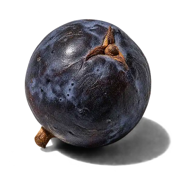نت دانه سرو کوهی (Juniper Berry)، رایحه آروماتیک عطر