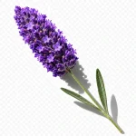 نت گل اسطوخودوس (لاوندر / Lavender)، رایحه فوژه عطر