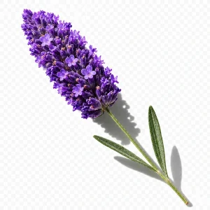 نت گل اسطوخودوس (لاوندر / Lavender)، رایحه فوژه عطر
