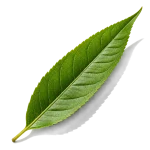 به‌لیمو