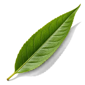 نت به‌لیمو (Lemon Verbena)، رایحه آروماتیک عطر