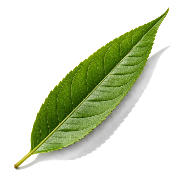 نت به‌لیمو (Lemon Verbena)، رایحه آروماتیک عطر