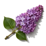 گل یاس بنفش
