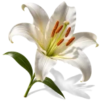 گل سوسن