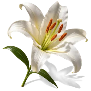 نت گل سوسن (Lily)، رایحه گلی عطر