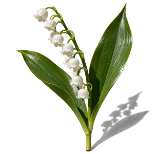 نت گل برف (موگه / Lily of the Valley)، رایحه گلی عطر