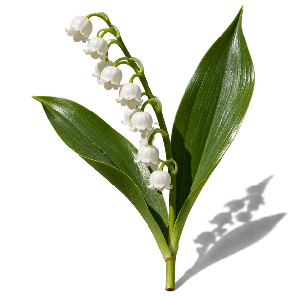 نت گل برف (موگه / Lily of the Valley)، رایحه گلی عطر
