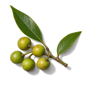 نت لیتسه آ کوببا (Litsea Cubeba)، رایحه مرکباتی عطر