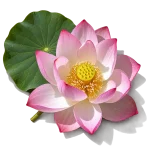 نت گل نیلوفر آبی (Lotus)، رایحه گلی عطر