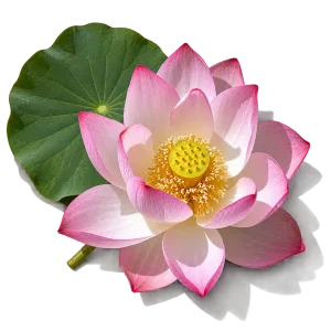 نت گل نیلوفر آبی (Lotus)، رایحه گلی عطر
