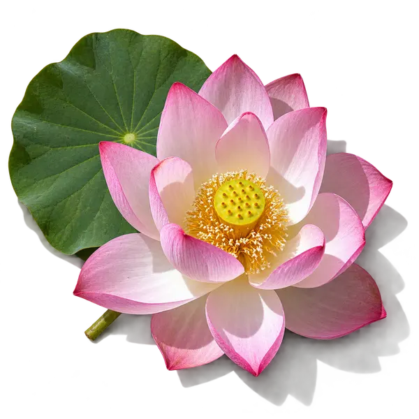 نت گل نیلوفر آبی (Lotus)، رایحه گلی عطر