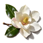 گل مگنولیا