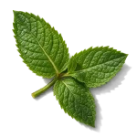 نت نعناع (Mint)، رایحه آروماتیک عطر