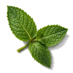 نت نعناع (Mint)، رایحه آروماتیک عطر