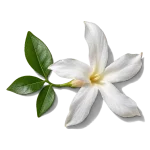 گل یاس مراکشی