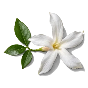 نت گل یاس مراکشی (Moroccan Jasmine)، رایحه گلی عطر