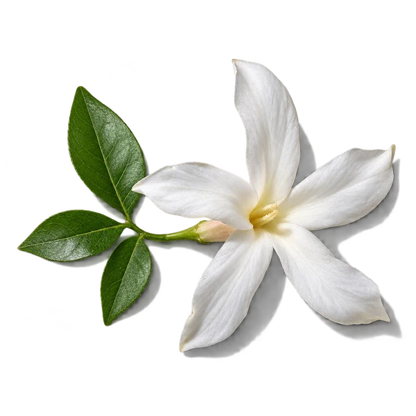 نت گل یاس مراکشی (Moroccan Jasmine)، رایحه گلی عطر