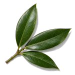 گیاه مورد