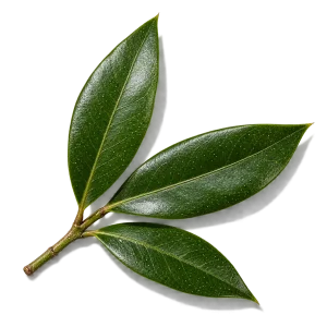 نت گیاه مورد (Myrtle)، رایحه آروماتیک عطر