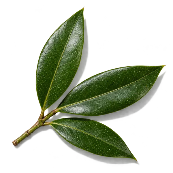 نت گیاه مورد (Myrtle)، رایحه آروماتیک عطر