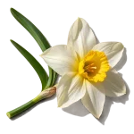 گل نرگس