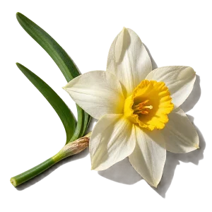 نت گل نرگس (Narcissus)، رایحه گلی عطر