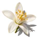 اسانس نرولی