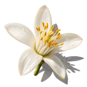 نت اسانس نرولی (نرولی / Neroli)، رایحه مرکباتی عطر