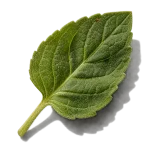 پونه کوهی