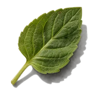 نت پونه کوهی (اورگانو / Oregano)، رایحه آروماتیک عطر